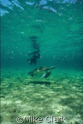 Turtle and diver, startling school of fish.
Nikonos v , ... by Mike Clark 